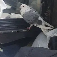 کفتر دو کت سیاه|پرنده|چهارباغ, |دیوار