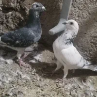 جفت سوسکی سبز