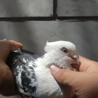 ۴ کفتر