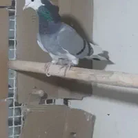 کفتر دولاب تن کردنی|پرنده|تهران, آهنگ|دیوار