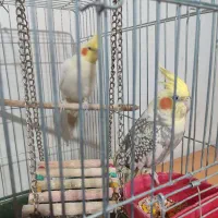 فروش عروس هلندی دست آموز|پرنده|نقده, |دیوار