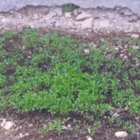 نشا|گل و گیاه طبیعی|گوآور, |دیوار