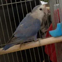 کوتوله جهت معاوضه