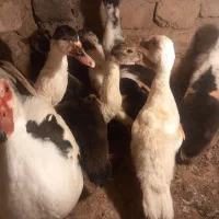 اردک های اسرائیلی کوچک و بزرگ|حیوانات مزرعه|قیدار, |دیوار