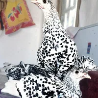 تخم نطفه دار و جوجه اپنزلر،ورورک،لاکنولدر آلمانی