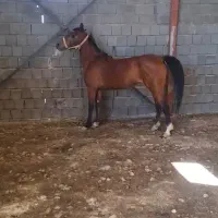 اسب مادیان درهشور