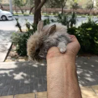 بچه خرگوش لوپ