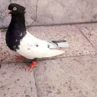 نرو ماده  کله سیاه|پرنده|اهواز, منبع اب|دیوار