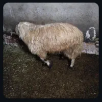 فروش قوچ اصل1ساله|حیوانات مزرعه|بازرگان, |دیوار