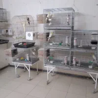 تعداد ۳۲ عدد عروس لوتینو