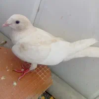 کفتر کرمانی دورگه