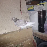 ۲۰ عدد جوجه پرشی بام ندیدی به فروش می رسد.|پرنده|کیاشهر, |دیوار