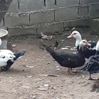 اردک اسرائیلی
