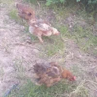 مرغ خروس جوان