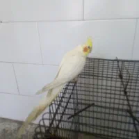 معاوضه عروس