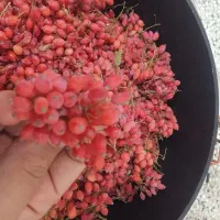 زرشک تازه