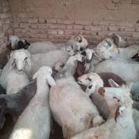 بره جفتی ۸۰|حیوانات مزرعه|سیدان, |دیوار