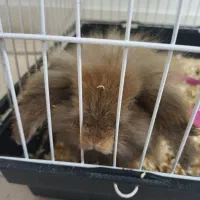 لوپ ماده باردار|موش و خرگوش|فردیس, شهرک وحدت|دیوار