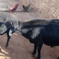 قوچ قره قزل|حیوانات مزرعه|زنجان, |دیوار