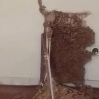 موریانه زدایی و سم زدایی باضمانت ۱۰ساله