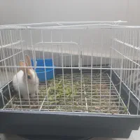 خرگوش فروشی