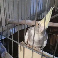 ۲ عدد عروس هلندی ماده بالغ|پرنده|اسلامشهر, شهرک محمدیه|دیوار