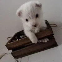 واگذاری سگ جیبی