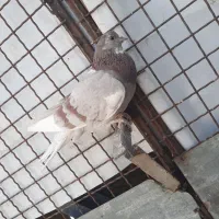 کفتر|پرنده|اراک, |دیوار