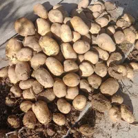 سیب زمینی جلی رانومی مدل 402|خوردنی و آشامیدنی|رزن, |دیوار