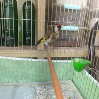 پرنده
