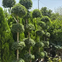 اجرای فضای سبز باغ ویلا حیاط و انواع گیاهان زینتی