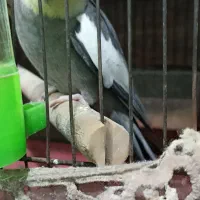 عروس هلندی  دارم برای فروش