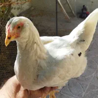 مرغ خروس|حیوانات مزرعه|شاهینشهر, سعدی شمالی|دیوار