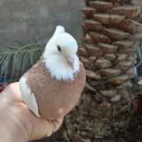 کبوتر|پرنده|نرماشیر, |دیوار
