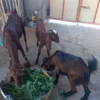 بز حول دوتا تیشتر|حیوانات مزرعه|خورموج, |دیوار