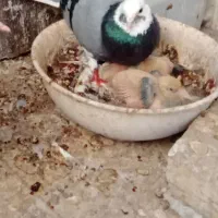 نر شازده ابلغ