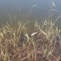 کارگر ساده جهت کار در پرورش ماهی