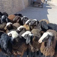 ۲۳راس بره نر و ماده|حیوانات مزرعه|قزوین, |دیوار