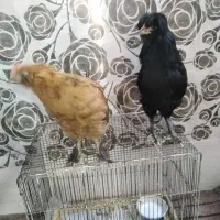 جوجه مرغ یا خروس  سیاه کاکلی پاپر نژاد دار قربانی|حیوانات مزرعه|مشهد, طلاب|دیوار