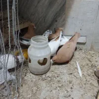 کبوتر نقش و پرشی