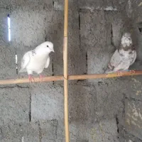 کفتر کاشونی