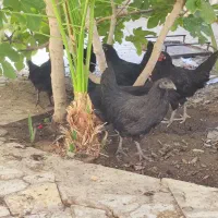 نیمچه مرغ ایام سمانی