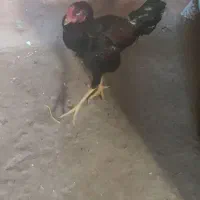 لاری 7 ماهه|حیوانات مزرعه|عنبران, |دیوار