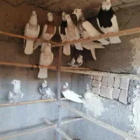 نرو ماده طوقی