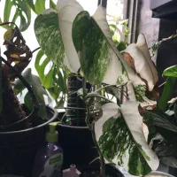 فروش گل و گیاه ابلق|گل و گیاه طبیعی|ساری, |دیوار