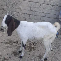 سلام. فروش یک عدد بز ماده