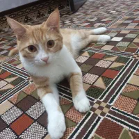 گربه بازیگوش