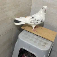 کفتر غریب گیری