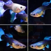 گوپی گاوی سوپر مولد در رنگ‌های متنوع|ماهی|مشهد, احمدآباد|دیوار