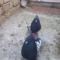 پرنده|پرنده|شیراز, مهدیآباد|دیوار